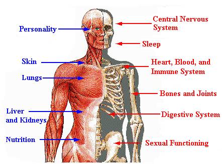 alcohol-health-effects